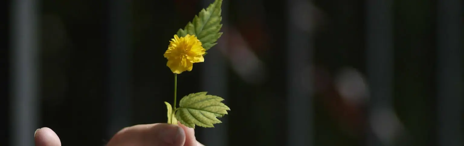 Beratungsstelle Netz spenden image scaler 2000x630. image scaler 2200x0